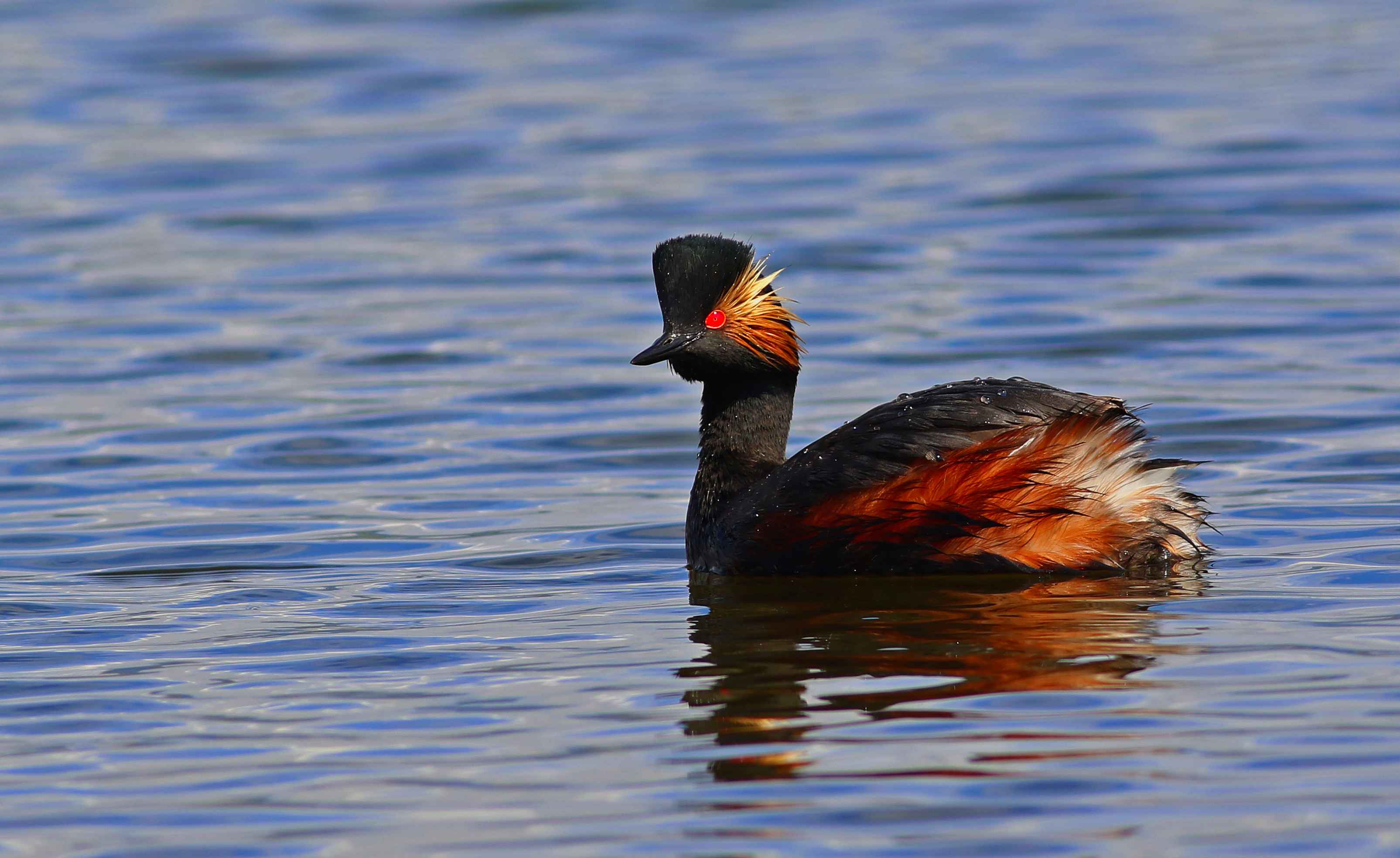 Eared Grebe